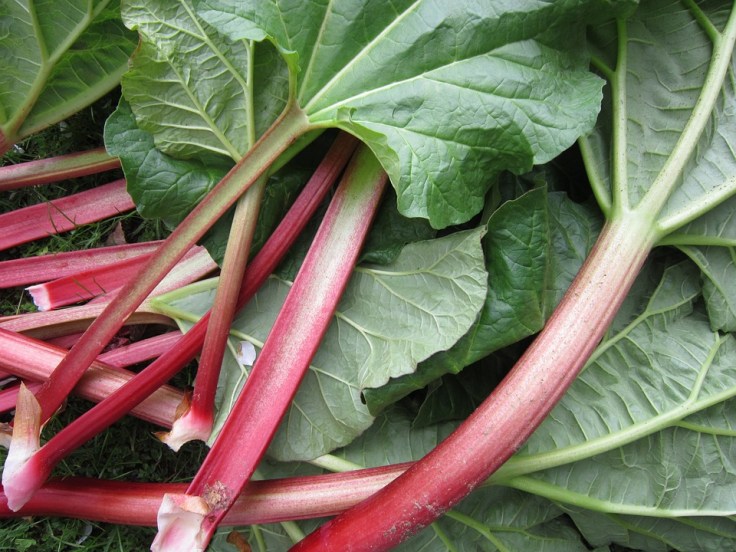 Rhubarb Stems